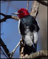 _7SB3881 red-headed woodpecker